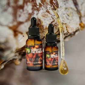 Organic Copaiba Oil from Queen of the Forest – authentic Amazonian oleoresin of the Copaifera tree