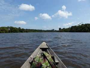 Rainforest Plant Medicine Store - Shaman Snuffs, Rapé, Sananga, Ayahuasca & More