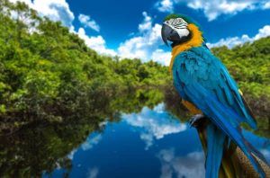 Amazon Bird Economical Empowerment of Rainforest People.queen of the forest amazon sacred space plant medicine aya tobacco snuff