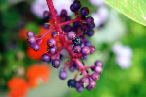 Rainforest Plant Medicine Store - Shaman Snuffs, Rapé, Sananga, Ayahuasca & More Queen of the Forest Natural Products Sacred Indigenous tobacco snuff plant medicine