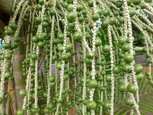 Rainforest Plant Medicine Store - Shaman Snuffs, Rapé, Sananga, Ayahuasca & More Queen of the Forest Natural Products Sacred Indigenous tobacco snuff plant medicine