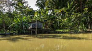 Rainforest Plant Medicine Store - Shaman Snuffs, Rapé, Sananga, Ayahuasca & More