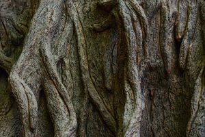 Rainforest Plant Medicine Store - Shaman Snuffs, Rapé, Sananga, Ayahuasca & More Queen of the Forest Natural Products Sacred Indigenous tobacco snuff plant medicine