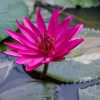 Rainforest Plant Medicine Store - Shaman Snuffs, Rapé, Sananga, Ayahuasca & More Queen of the Forest Natural Products Sacred Indigenous tobacco snuff plant medicine