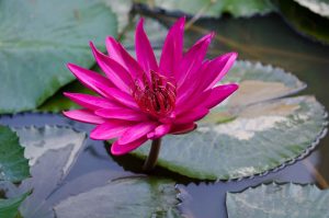 Rainforest Plant Medicine Store - Shaman Snuffs, Rapé, Sananga, Ayahuasca & More Queen of the Forest Natural Products Sacred Indigenous tobacco snuff plant medicine
