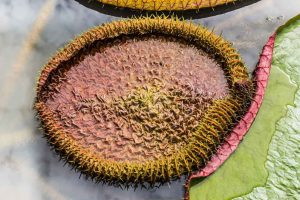 Rainforest Plant Medicine Store - Shaman Snuffs, Rapé, Sananga, Ayahuasca & More