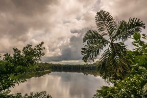Rainforest Plant Medicine Store - Shaman Snuffs, Rapé, Sananga, Ayahuasca & More