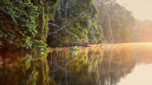 Rainforest Plant Medicine Store - Shaman Snuffs, Rapé, Sananga, Ayahuasca & More
