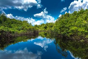 Rainforest Plant Medicine Store - Shaman Snuffs, Rapé, Sananga, Ayahuasca & More