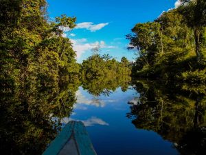 Rainforest Plant Medicine Store - Shaman Snuffs, Rapé, Sananga, Ayahuasca & More