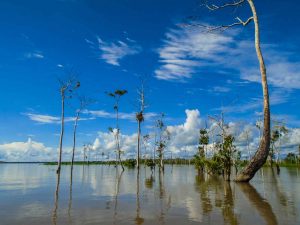 Rainforest Plant Medicine Store - Shaman Snuffs, Rapé, Sananga, Ayahuasca & More