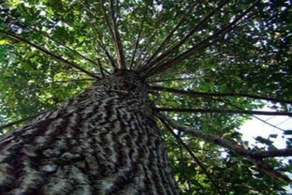 Andiroba - A Miracle Rainforest Tree queen of the forest sacred tobacco snuff indigenous rapé rhape hape plant medicine aya ceremony shaman