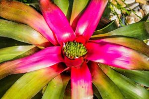 amazon flower Economical Empowerment of Rainforest People.queen of the forest amazon sacred space plant medicine aya tobacco snuff
