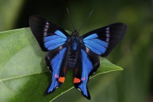 Biodiversity in the Amazon Rainforest - Get to Know the Amazon Forest.Queen of the Forest Natural Products Sacred Indigenous tobacco snuff plant medicine