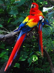 Biodiversity in the Amazon Rainforest - Get to Know the Amazon Forest Queen of the Forest Natural Products Sacred Indigenous tobacco snuff plant medicine