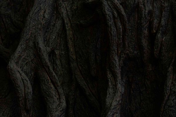 old amazon tree bark queen of the forest amazonia rainforest tree plant medicine