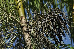 Fruits of the Amazon Forest - Açaí.amazon rainforest queen of the forest amazonia nature protect the forest