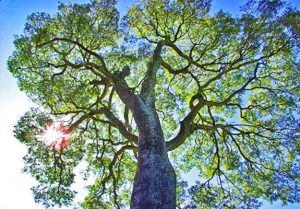 Copaiba - a Gift from the Gods? queen of the forest natural products Copaiba oil essential plant medicine