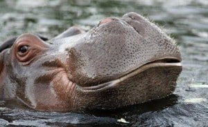 Can you Find the Gift inside the Hippo??? queen of the forest