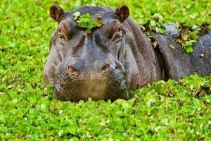 Can you Find the Gift inside the Hippo??? queen of the forest