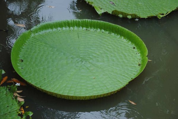 REGIAAGUA queen of the forest rainforest plants amazon amazonia river