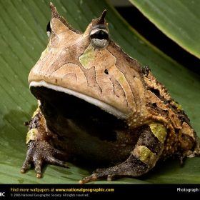 amazon horned frog animals of Amazonia queen of the forest amazon rainforest