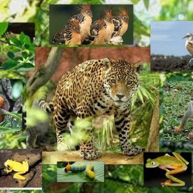 amazon rainforest animals of Amazonia queen of the forest amazon rainforest monkey tree-frog bird