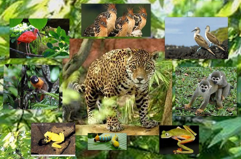 Животный мир экваториальных тропических лесов. Животный мир сельвы Южной Америки. Фауна экваториальных лесов Южной Америки. Растительный мир сельвы в Южной Америке. Растительный и животный мир сельвы Южной Америки.