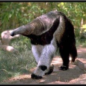 anteater queen of the forest amazon rainforest animals of Amazonia queen of the forest amazon rainforest