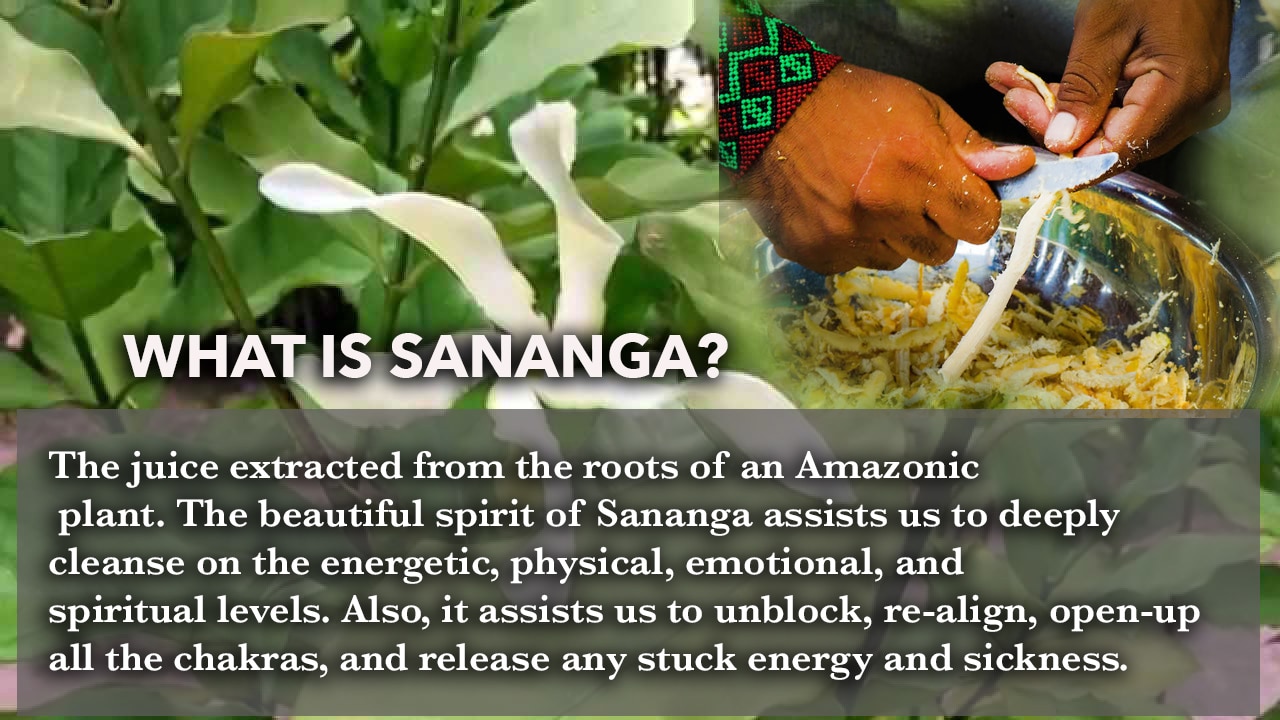 what is sananga eye-drops queen of the forest natural products visionary tools ceremony