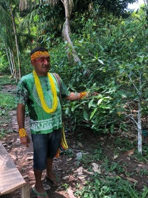 jagube, vine, aya, ceremony, queen of the forest