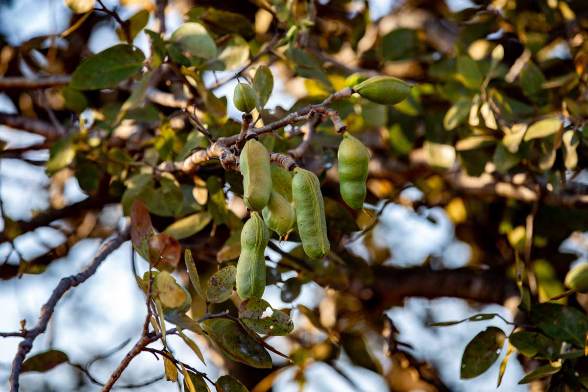 JATOBA TREE, JATOBA RAPEH FROM QUEEN OF THE FOREST