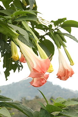 Poisonous Plants Of The Amazon: Between Danger And Divine Medicine 3 Poisonous Plants Of The Amazon: Between Danger And Divine Medicine Brugmansia Toe Poisonous Plants of the Amazon: Between Danger and Divine Medicine