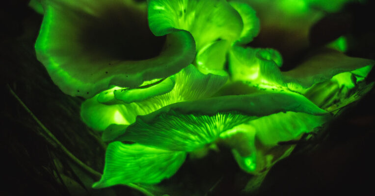 Fungos wordpress The Sacred Fungi of the Amazon: Wisdom, Healing, and Caution