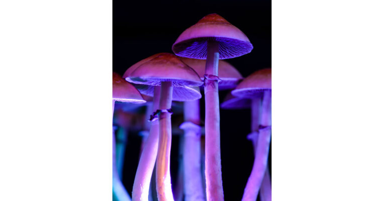 Fungos wordpress.jpg 2 The Sacred Fungi of the Amazon: Wisdom, Healing, and Caution