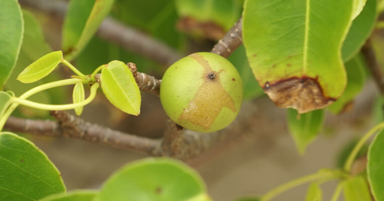 Manchineel Hippomane mancinella Poisonous Plants of the Amazon: Between Danger and Divine Medicine