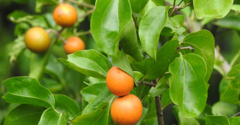 Strychnos Poisonous Plants of the Amazon: Between Danger and Divine Medicine