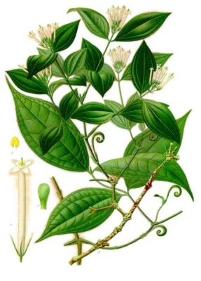 Strychnos toxifera Kohler–s Medizinal Pflanzen 267 Poisonous Plants of the Amazon: Between Danger and Divine Medicine
