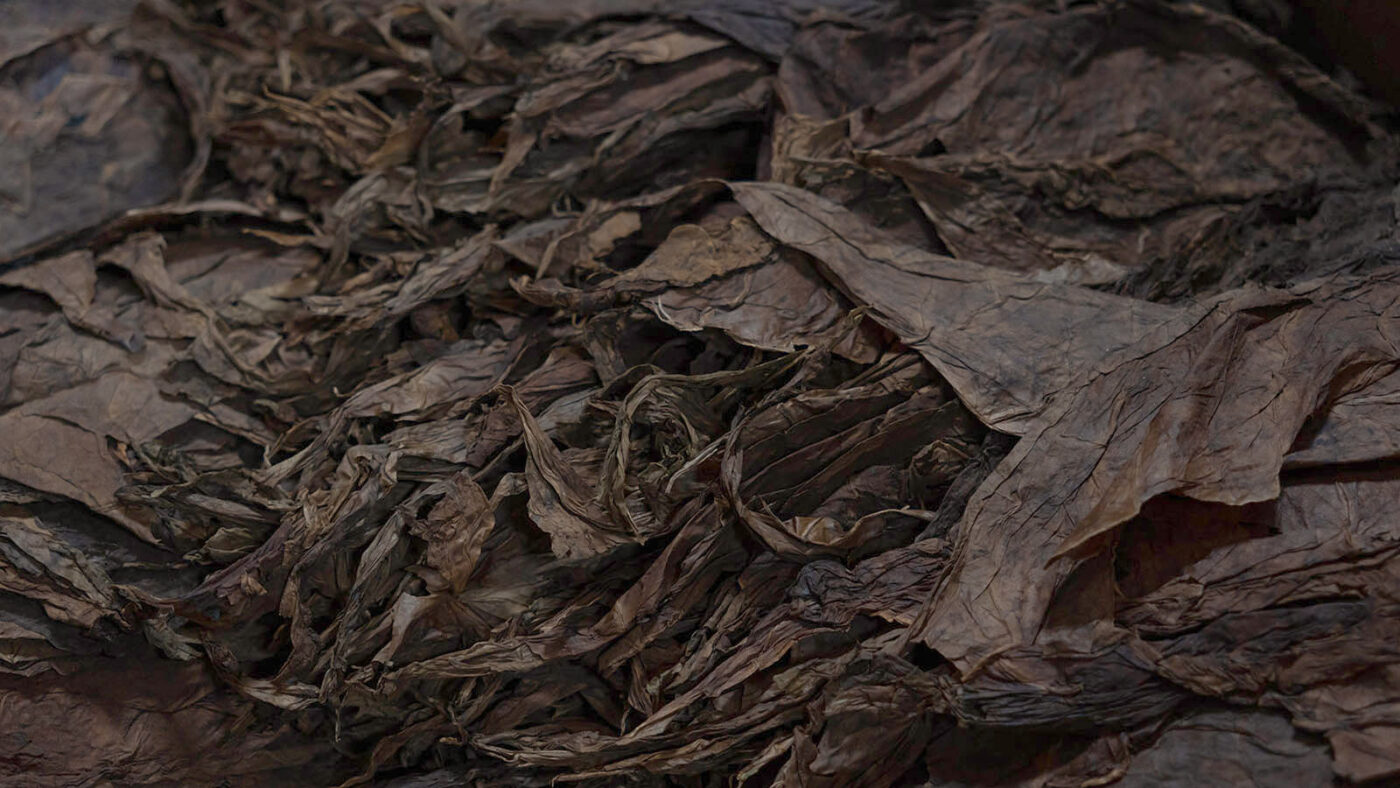 Plant Medicine Is Going Mainstream — Why Indigenous Tradition Must Lead The Way 1 Plant Medicine Is Going Mainstream — Why Indigenous Tradition Must Lead The Way Warm close-up of dried sacred tobacco (mapacho) leaves, the traditional base of Amazonian rapéh