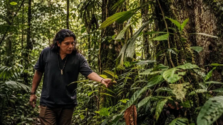 Indigenous knowledge holder examining medicinal plants in the Amazon rainforest
