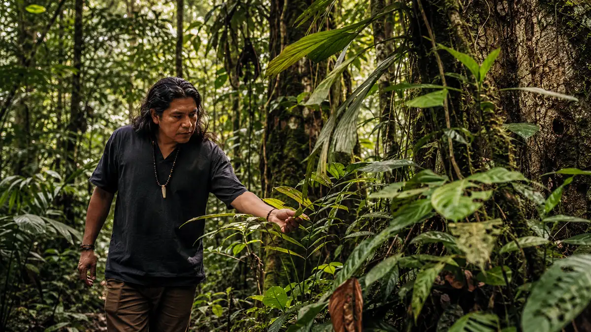 Amazon Medicinal Plants: What Happens When They Disappear? 1 Amazon Medicinal Plants: What Happens When They Disappear? Indigenous knowledge holder examining medicinal plants in the Amazon rainforest