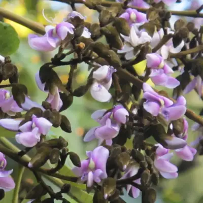 Lilac and white flowers of the Tsunu tree in the Amazon forest